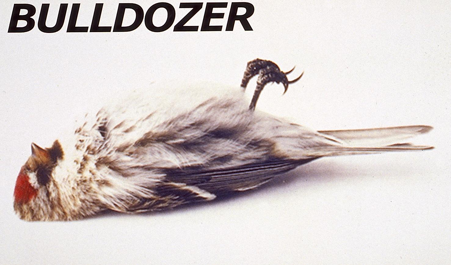 A small bird with white-grey feathers and a red patch on its head lies supine on its back, its eyes closed and feet curled in deathly stillness. The word BULLDOZER in black capitals is offset above its head. 